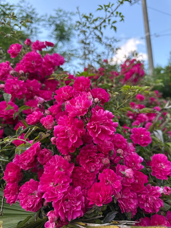 Summer afternoon at home: dogs, cats, roses, and downtime