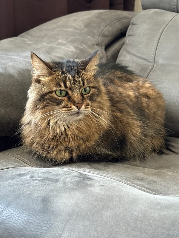 Cozy home morning in Babruysk with a cat, coffee, and collections
