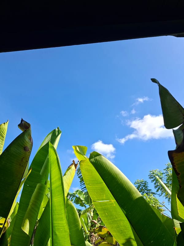 Morning tropical life documented in Lodtunduh, Indonesia