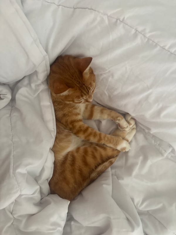 Tabby cat sleeps peacefully on bedspread in Pejeng