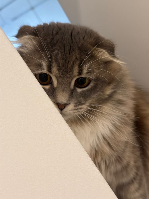 Scottish Fold cat at home in Vovchynets, curious and relaxed