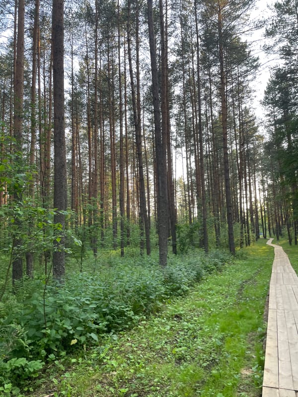Forest boardwalks and rural roads in Пруды village, Russia