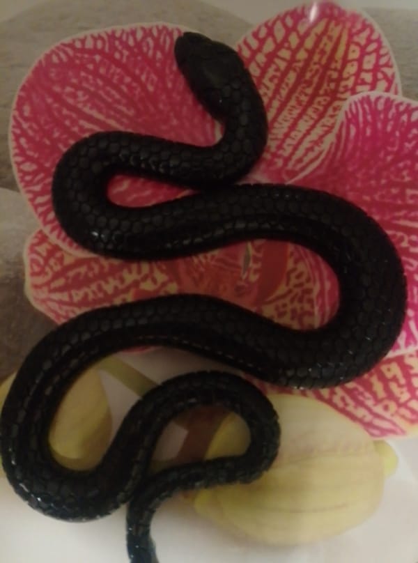 Black snake sculpture rests on a patterned orchid petal in Wedel