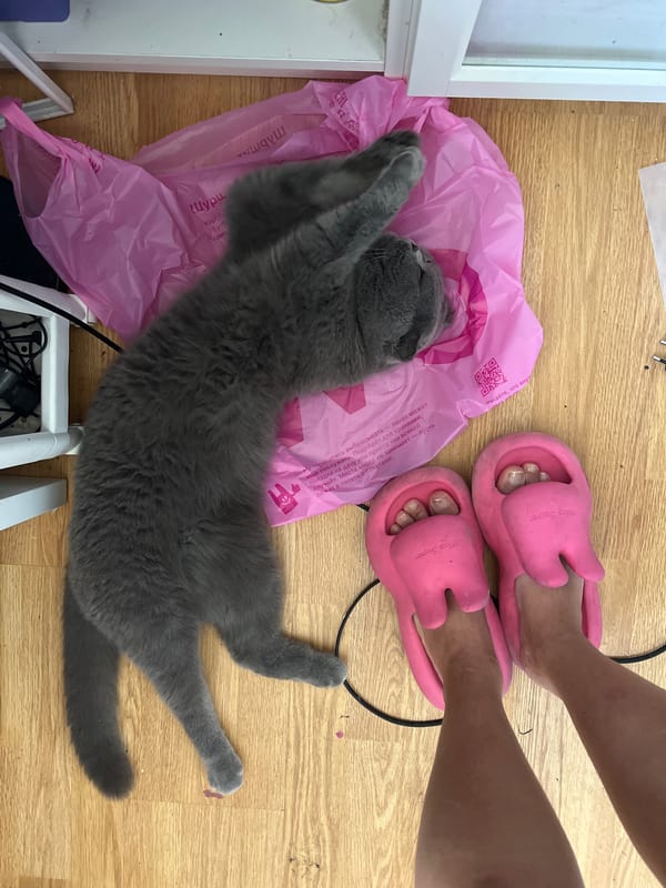 Gray cat lounging on a pink plastic bag in Sochi