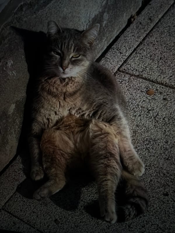 Cats lounge on Plovdiv streets during afternoon hours