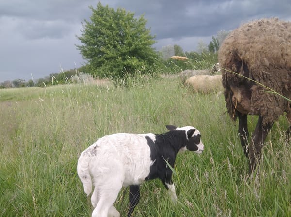 Pastoral Scene: Livestock Grazing Near Water Under Cloudy Skies