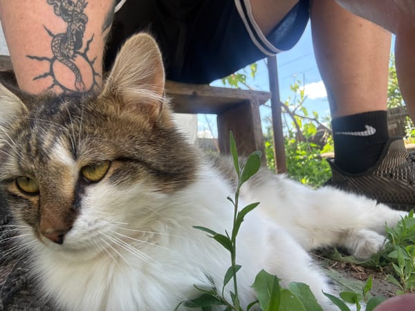 Lazy summer morning: flowers, cats, and open skies