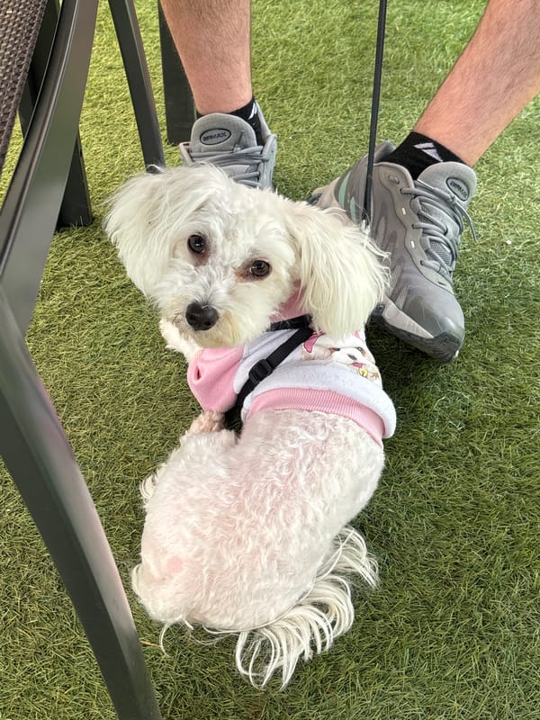 Small white dog in pink shirt photographed on artificial turf