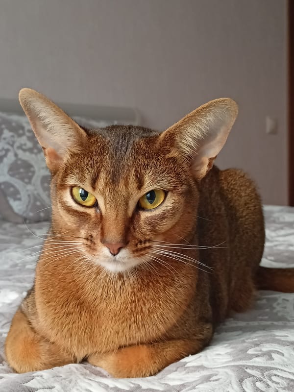 Abyssinian cat at rest on patterned bedding, Volgodonsk