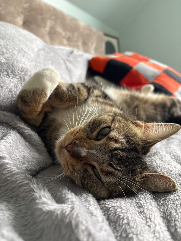 Tabby cat at rest on a gray blanket in Kaliningrad