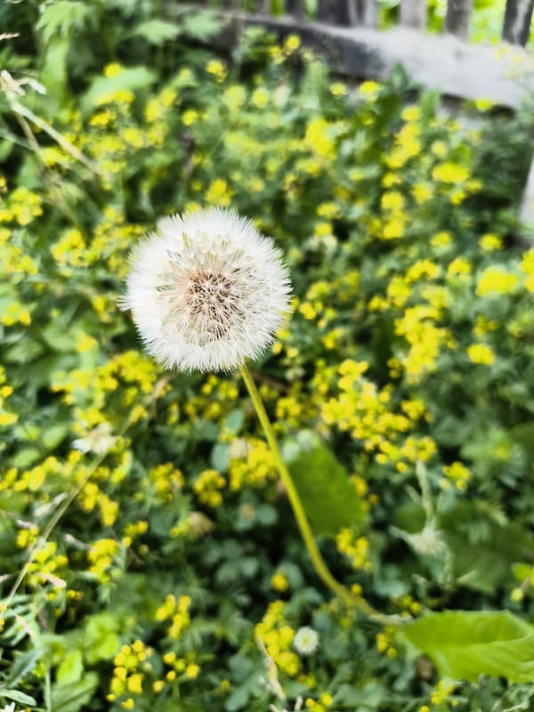 Lazy summer afternoon details from Mayma, Russia