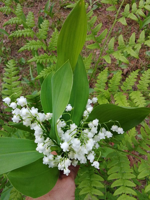 Spring flower gathering documented in Russian marshlands near Верея