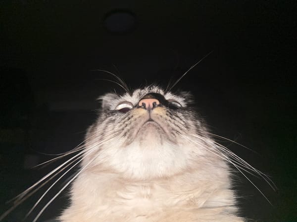 Cat photographed in early morning hours in Puebla, Mexico