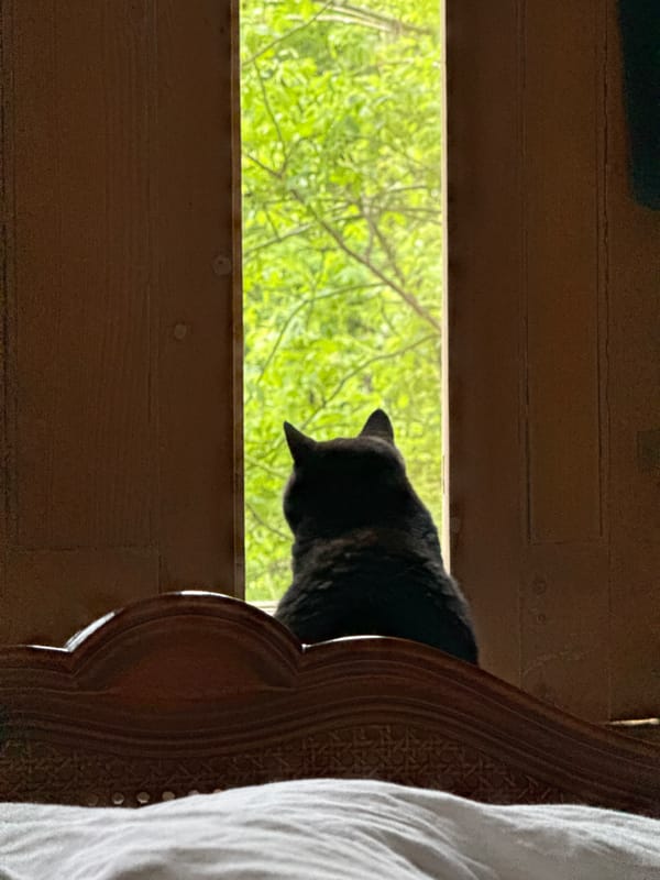 Black cat spotted peering through London window at dawn