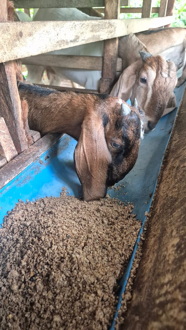 Goats feeding at a wooden pen in Mee, Indonesia