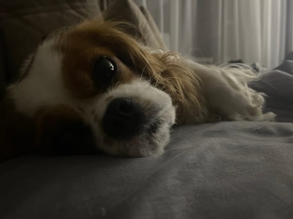 Evening home life with pets and personal belongings documented