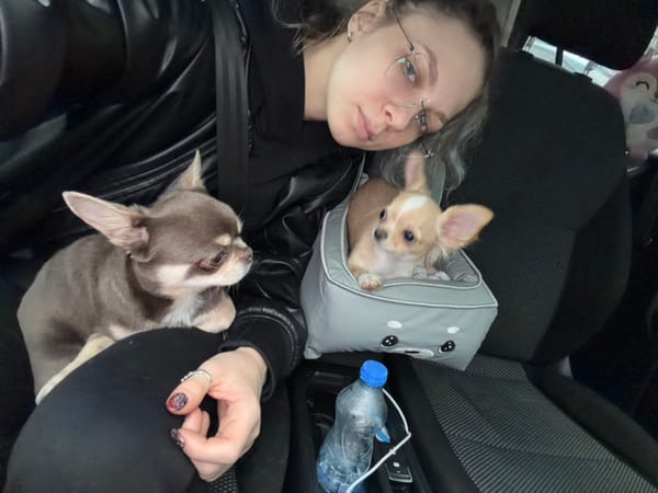 Woman with two Chihuahuas photographed in car in Budva