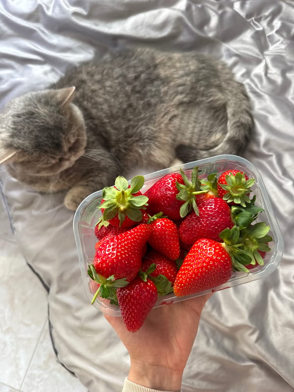 Cat rests beside strawberries in Bulgarian coastal town
