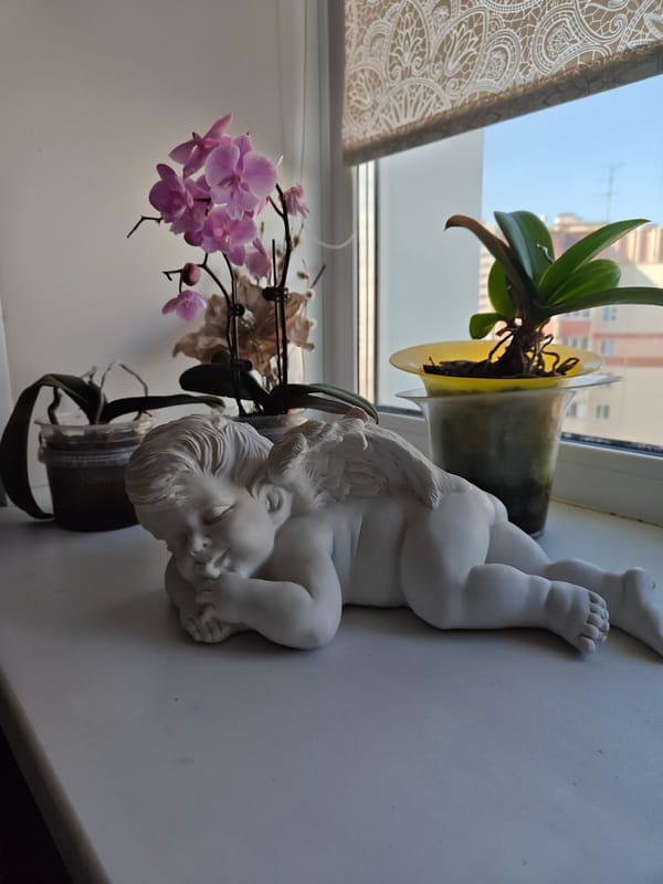 Cat, orchids, and apartment life in Barnaul