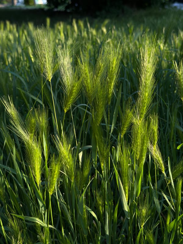 Evening walk through grassy fields documented in Belgrade suburb