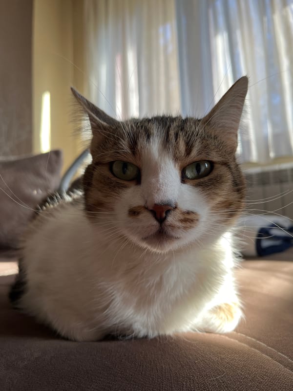 Tabby cat photographed tilting head in Popovo, Bulgaria