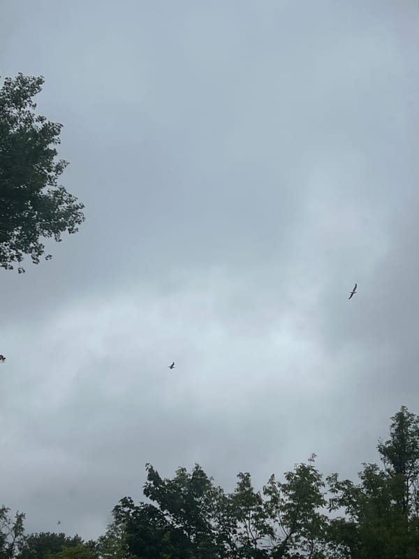Birds drifting over Warsaw's tree canopy on a grey afternoon