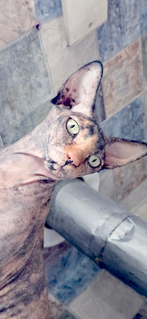 Sphynx cat portrait series shot in Baku