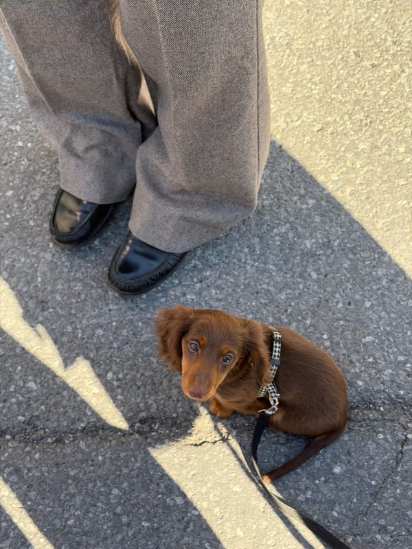 Street musicians draw crowds with dogs in Montreal sidewalk concert