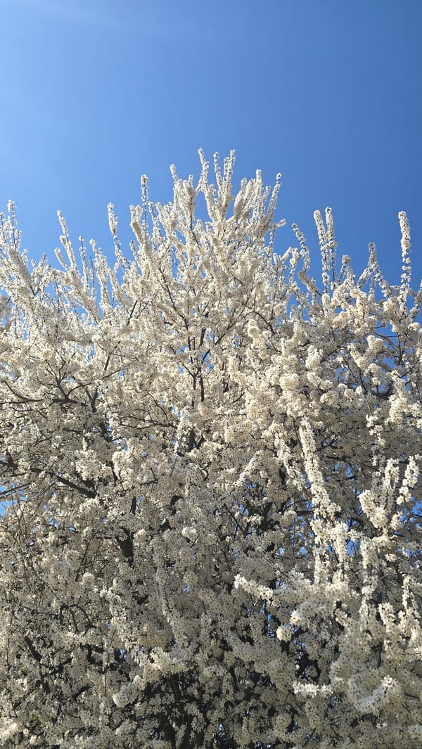 Spring blooms captured in Mramor, Bulgaria