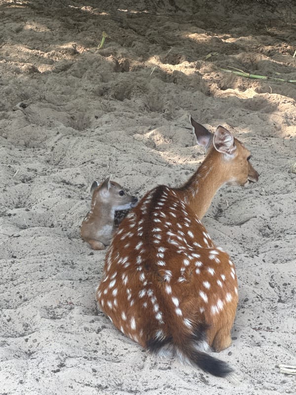Animals at a wildlife facility in Dong Ninh Hoa Ward, Vietnam