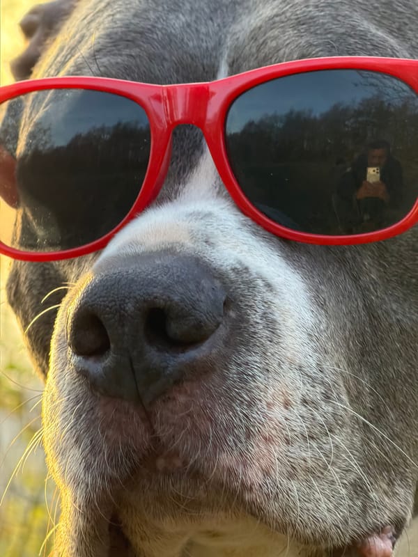 Gray pitbull spotted wearing red sunglasses in Luxembourg