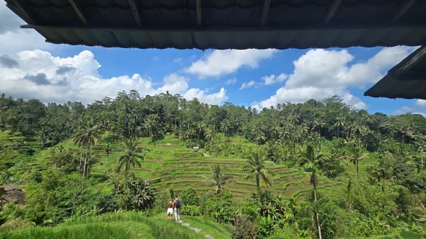 Witness captures morning view of Tegallalang Rice Terraces, Indonesia