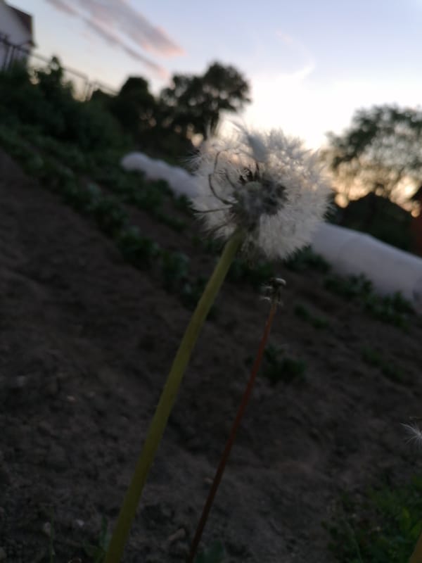 Girl in pink cap explores flower field at dusk