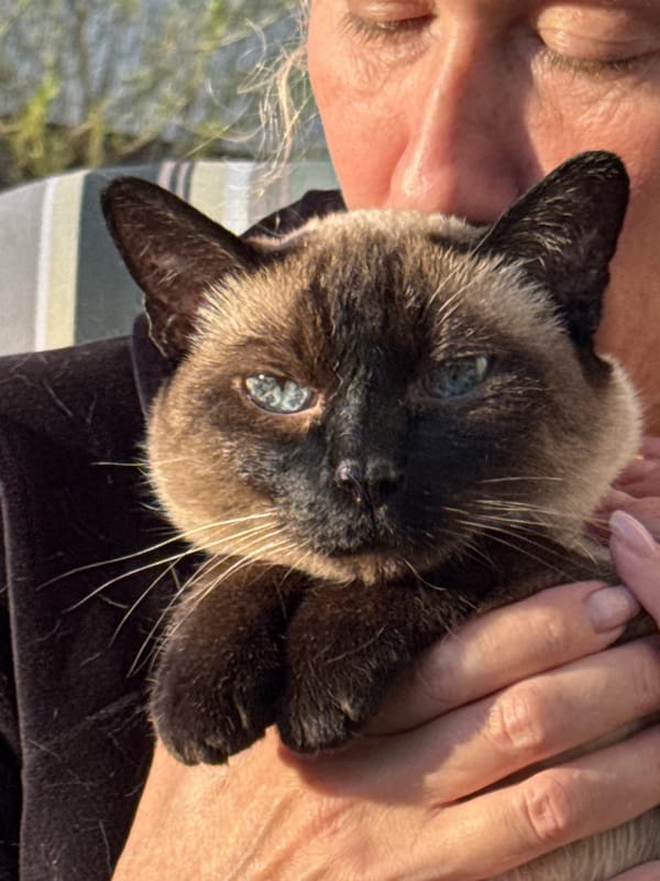Woman photographs herself with Siamese cat in Steklyannyi, Russia