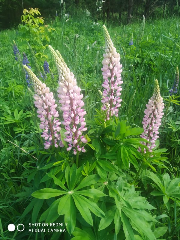 Wildflowers bloom across Chaikovsky, Russia in early summer display