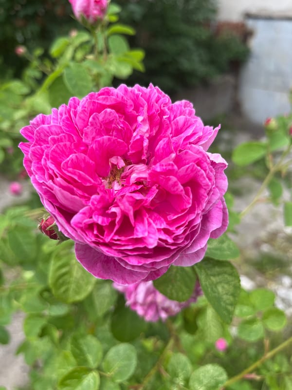Kaliningrad park: flowers, waterways, and a pedal boat