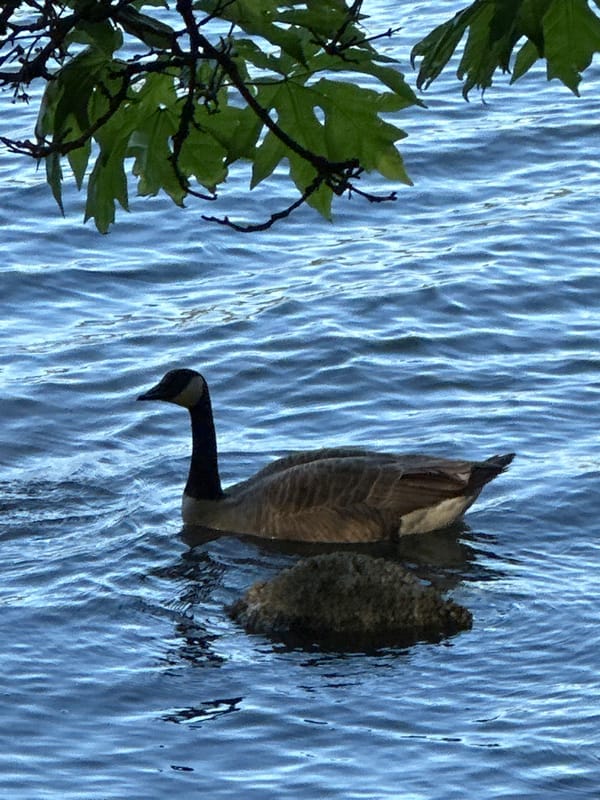 Canada goose spotted swimming near Port Moody waters