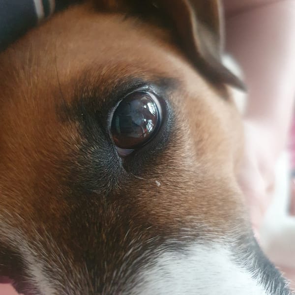 Morning pet moments captured in Chaikovsky household