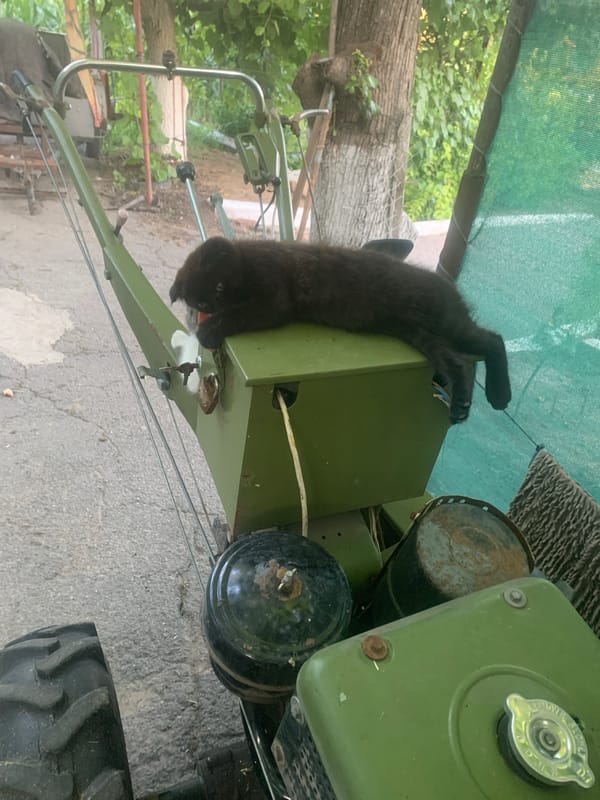 Kittens nap on a farm cultivator in rural Ukraine