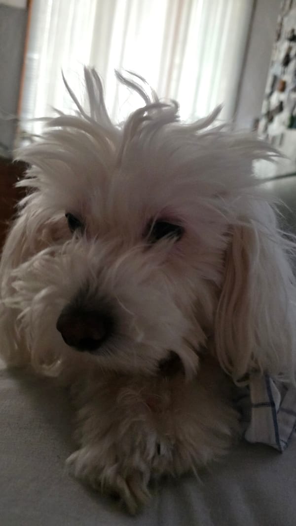 Fluffy white dog resting at home in Blagoevgrad