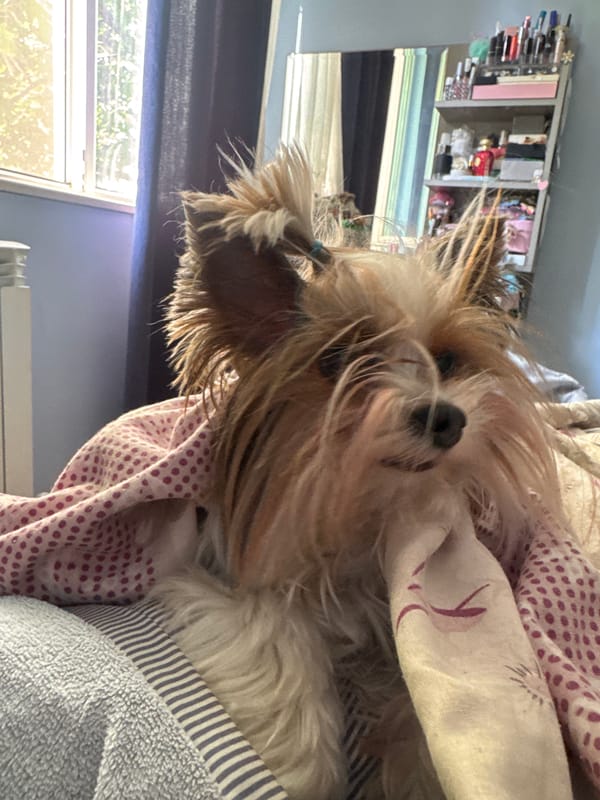 Small dog rests peacefully on bed in Plovdiv
