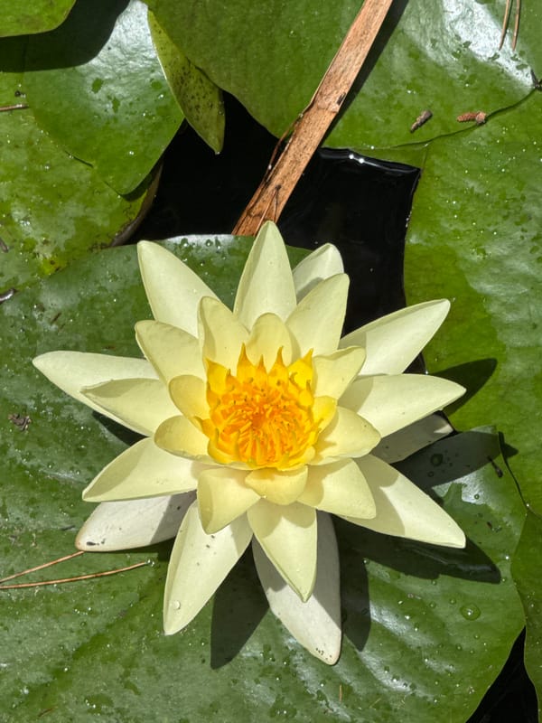 Water lilies in bloom at a Gandia park pond