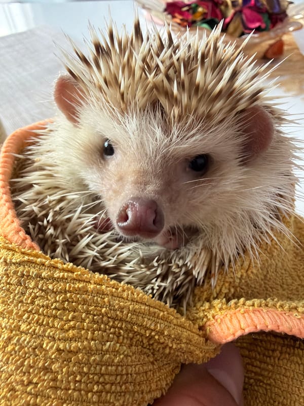 Pet hedgehog photographed in close-up shots in Sofia