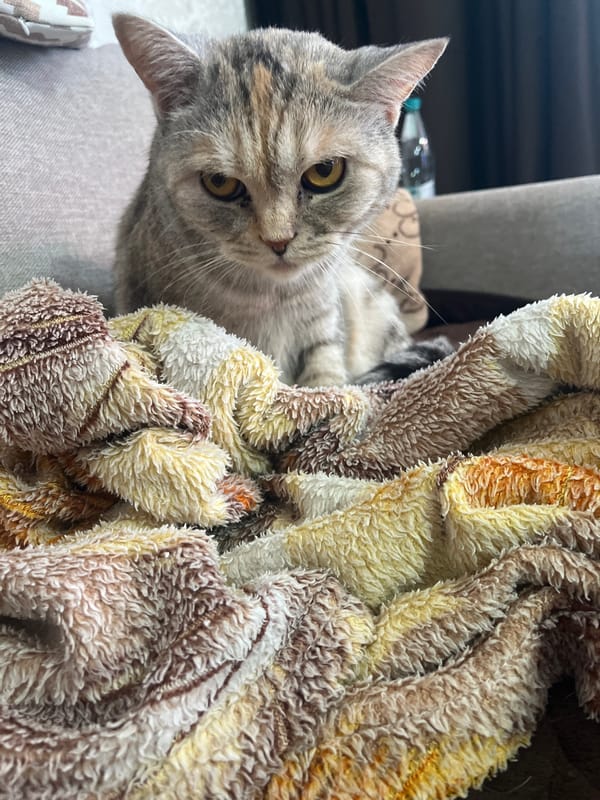 Quiet morning captures cats and garden scenes