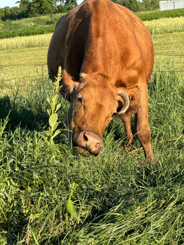 Cows grazing, cats playing, rural Ukraine on a summer afternoon
