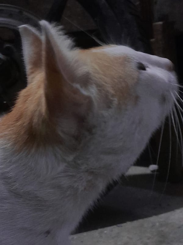 Orange and white cat looking up, Depok