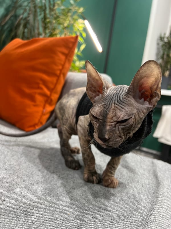 Sphynx cat in sweater rests on owner in Kazan
