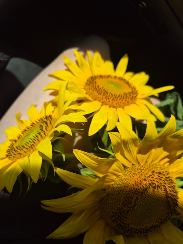 Close-up sunflowers, yellow petals and dark centers in natural light