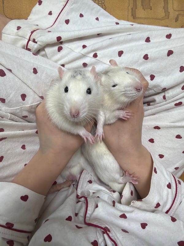 Person in heart pajamas holds white pet rats in Markovo