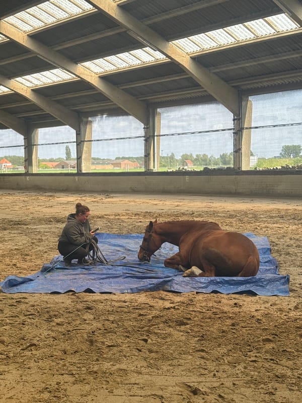 Woman tends to resting horse in Belgian riding arena